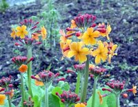 Primula bulleyana hybrids